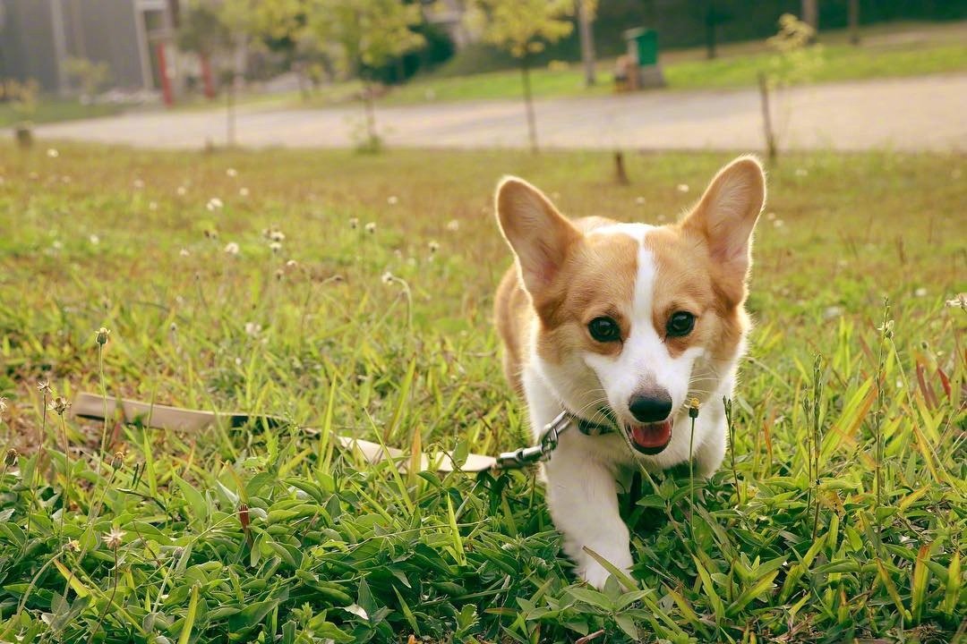 超萌的短腿小柯基