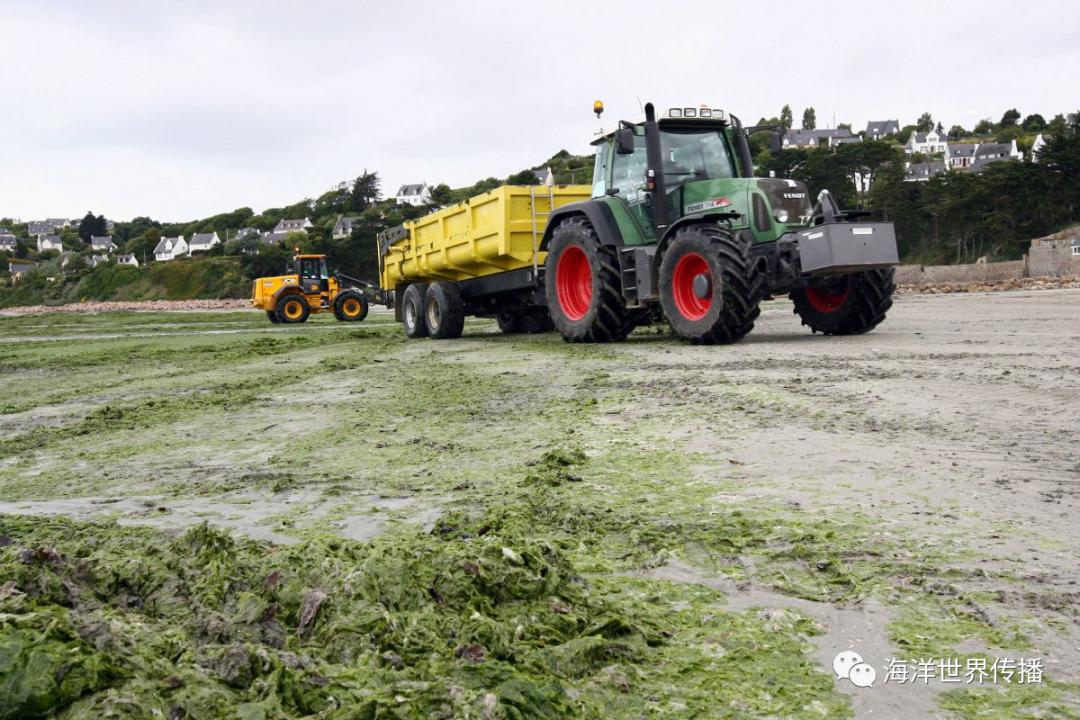 海洋生态灾害,“黄海浒苔绿潮”为什么首当其冲?|浒苔|黄海|灾害_新浪新闻