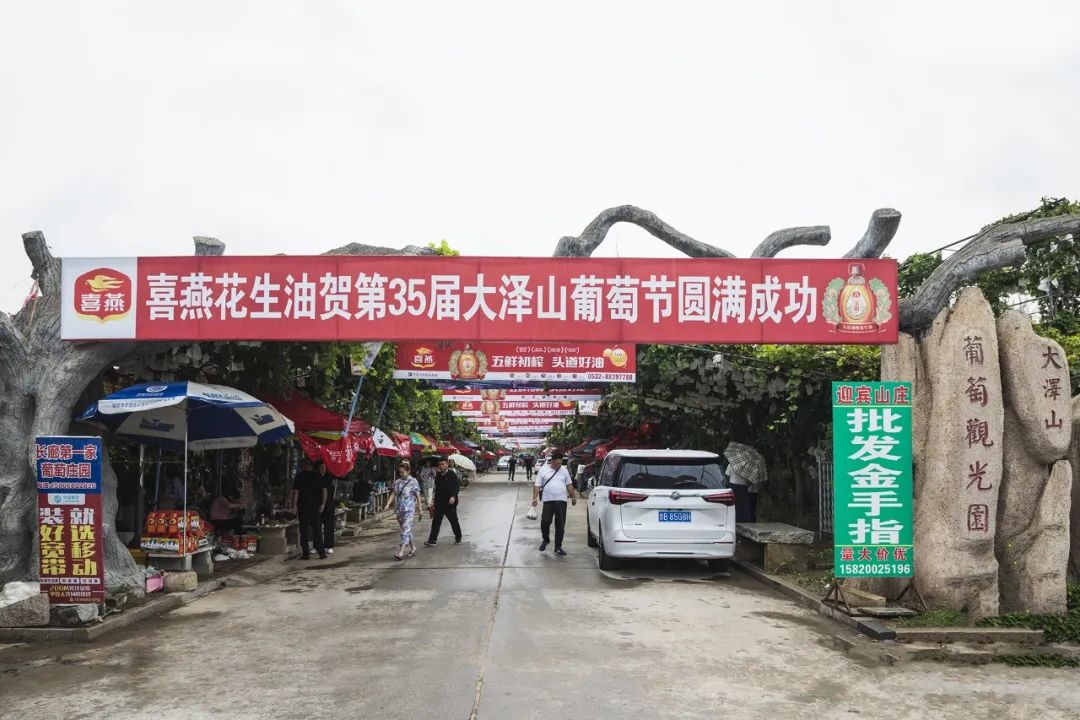 吃葡萄啦!第35届中国大泽山葡萄节开幕式今日举行