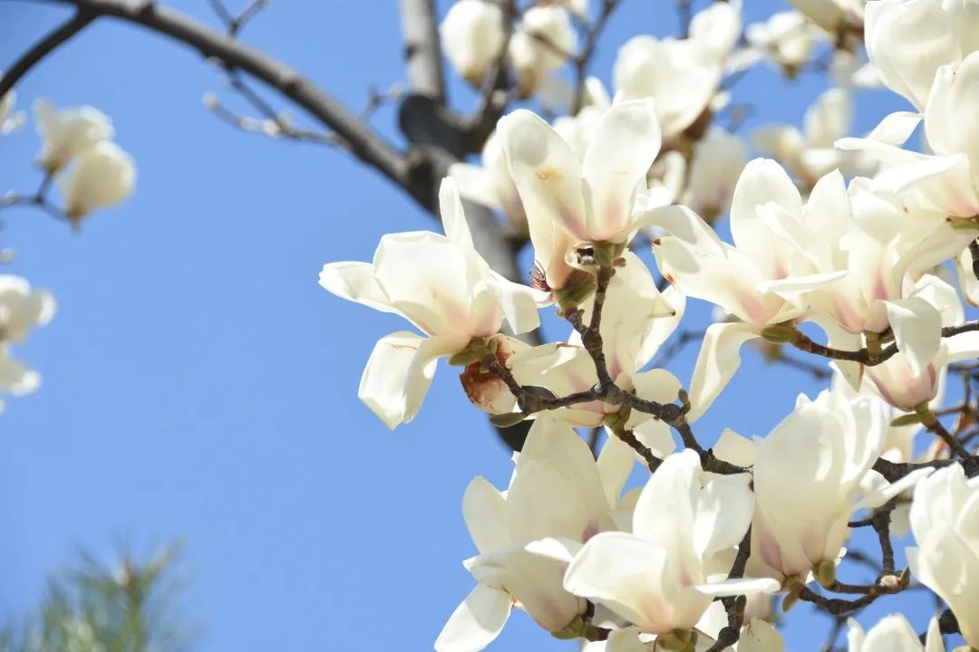 守“沪”与守护！玉兰花开，这里始终是我们最爱的上海休闲区蓝鸢梦想 - Www.slyday.coM