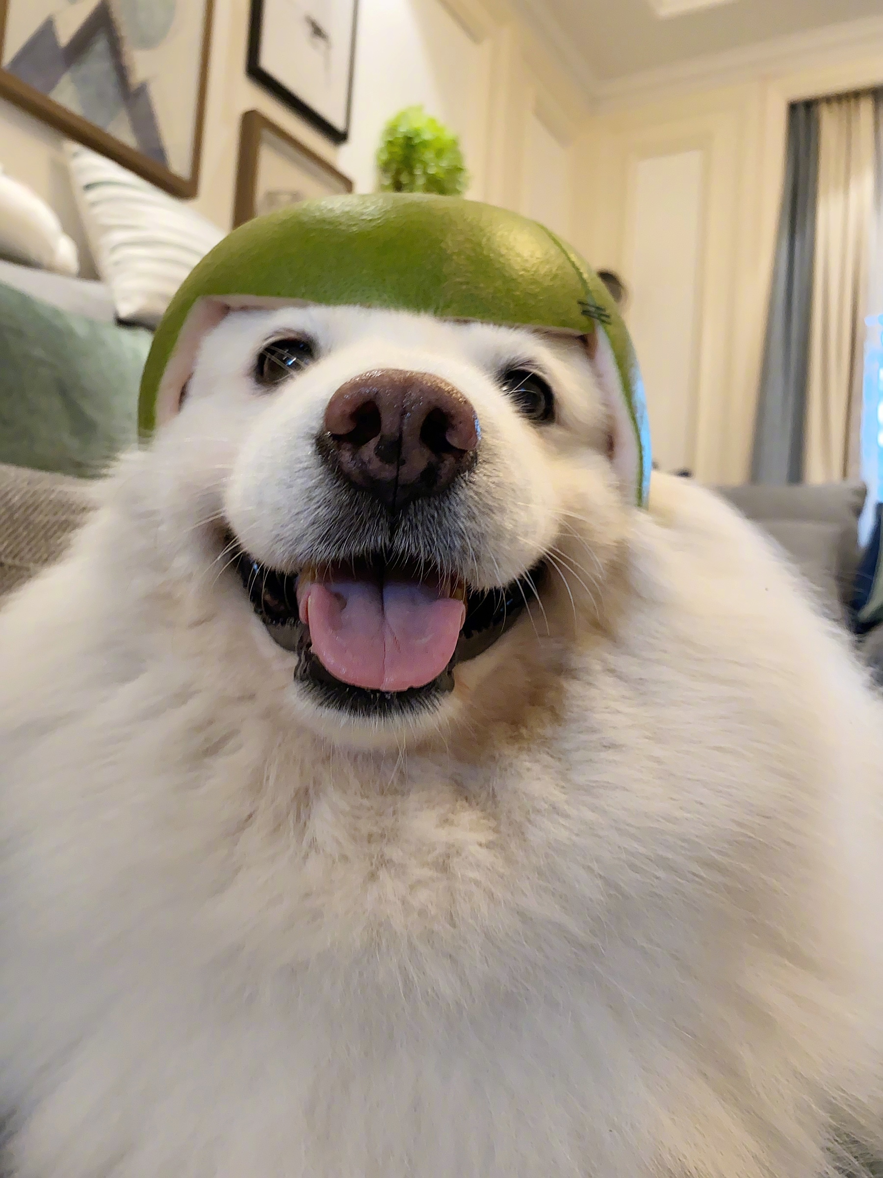 抱歉,一切都源于买到了一个超可爱的柚子