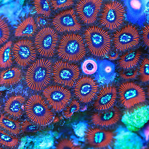 第一毒物肉毒杆菌毒素,1mg就能杀死2亿只老鼠;作为第二毒物海葵毒素