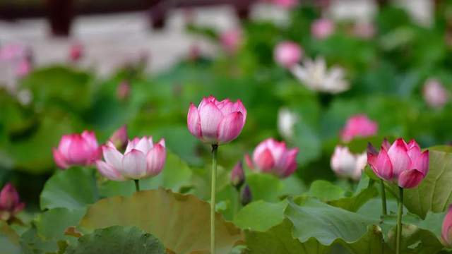 如何理解永井荷风小说《人妻》 江月年年穿越小说有哪些精彩情节