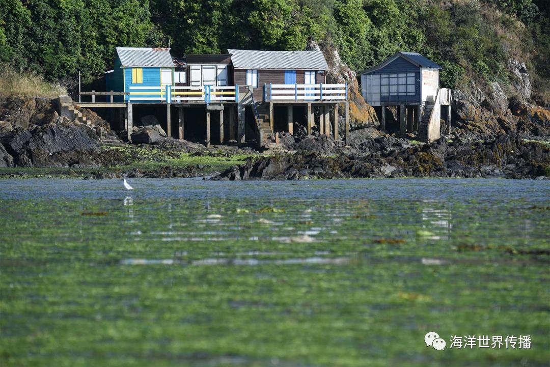海洋生态灾害,“黄海浒苔绿潮”为什么首当其冲?|浒苔|黄海|灾害_新浪新闻