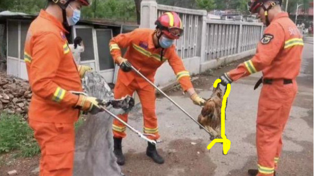 “蛇被抓还咬着鸡不放”！贪吃蛇又偷鸡，被蛇咬死的鸡还能吃吗？|王锦蛇|消防员|无毒蛇_新浪新闻