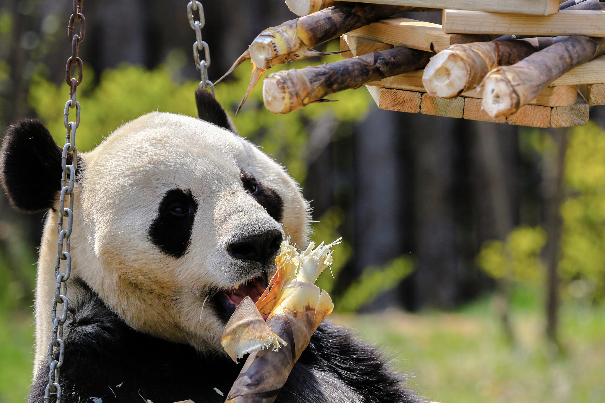 费!送! 20张济南野生动物世界门票啦