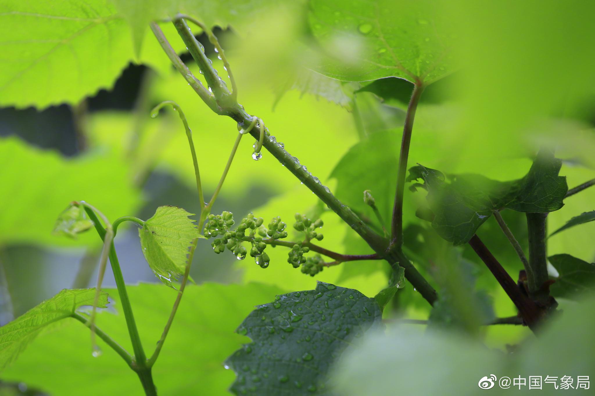 沾满露水的小葡萄,生机勃勃.坐标:辽宁辽阳 (图:高峻)