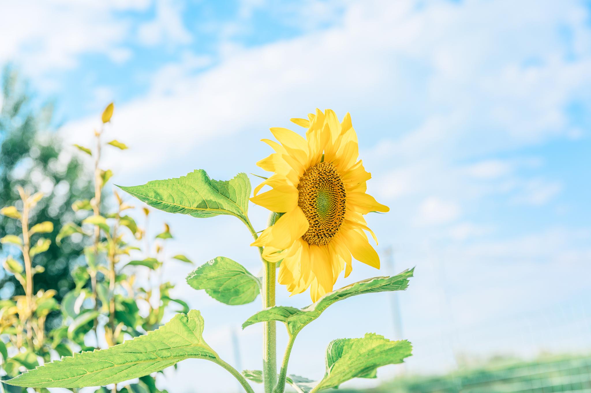 阳光充足,胜过一切过去的诗摄影师@梁木辛