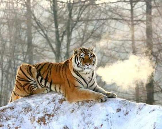 惊呆了完达山1号老虎野外放生行迹刷新科研人员对其认知