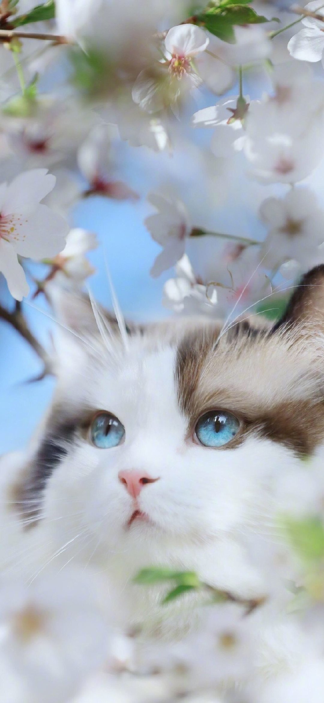 一组樱花与猫的壁纸已送达