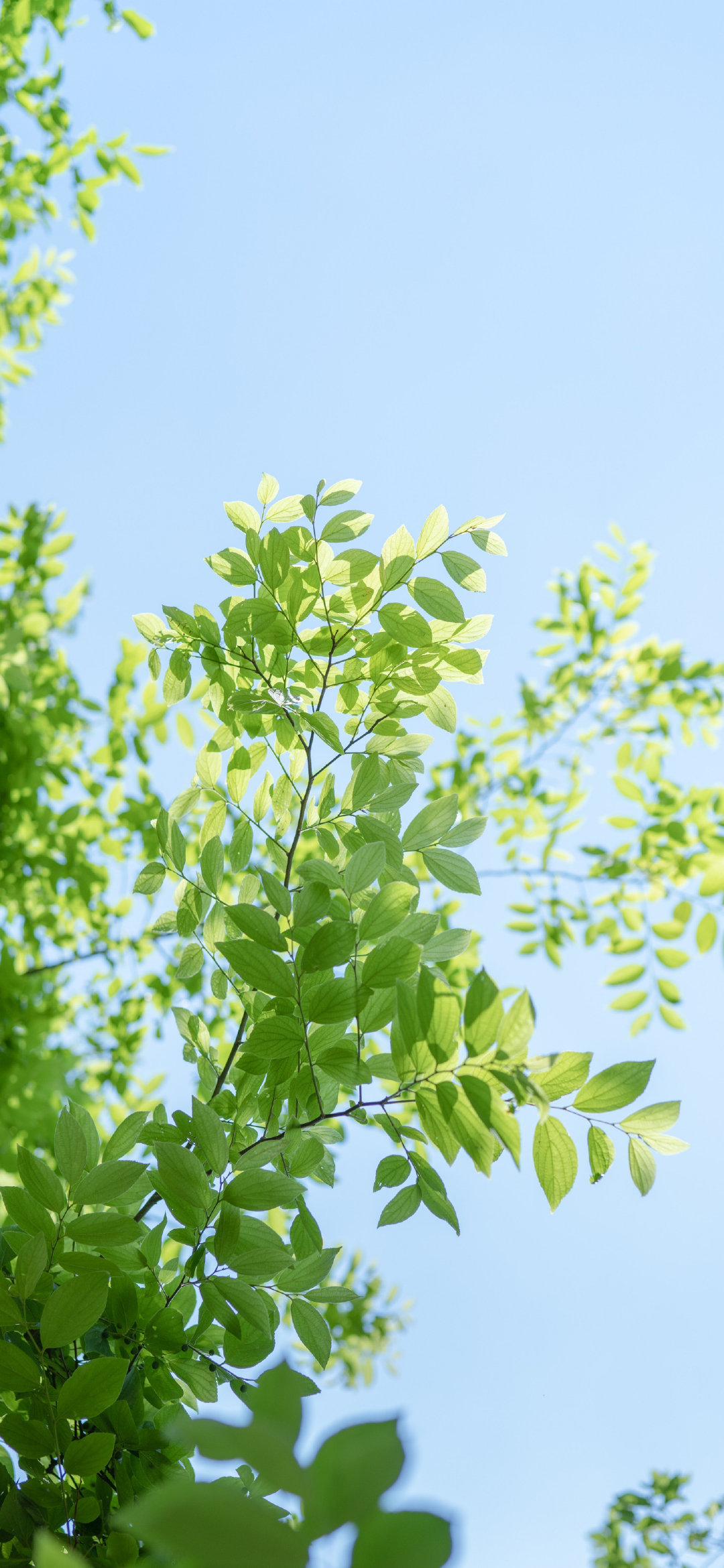 绿色系壁纸 好喜欢