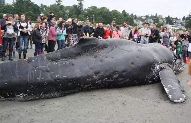 让我们来直观地感受一下一头座头鲸大概有多大:这是一头不幸搁浅地座