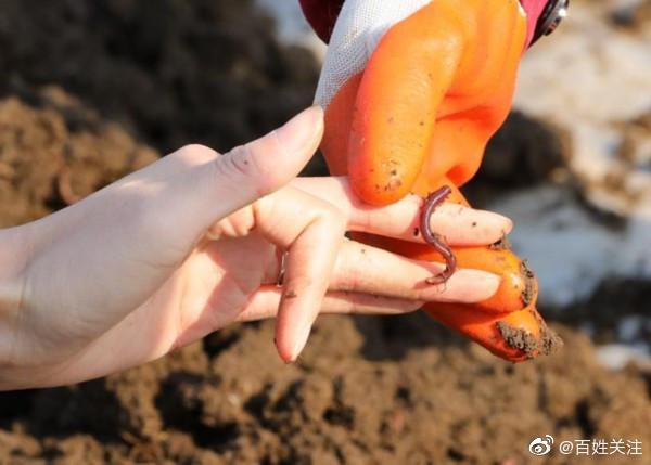 南大博士放弃200万年薪回村养蚯蚓,把蚯蚓变成千万级企业!休闲区蓝鸢梦想 - Www.slyday.coM 南大博士放弃200万年薪回村养蚯蚓,把蚯蚓变成千万级企业!休闲区蓝鸢梦想 - Www.slyday.coM