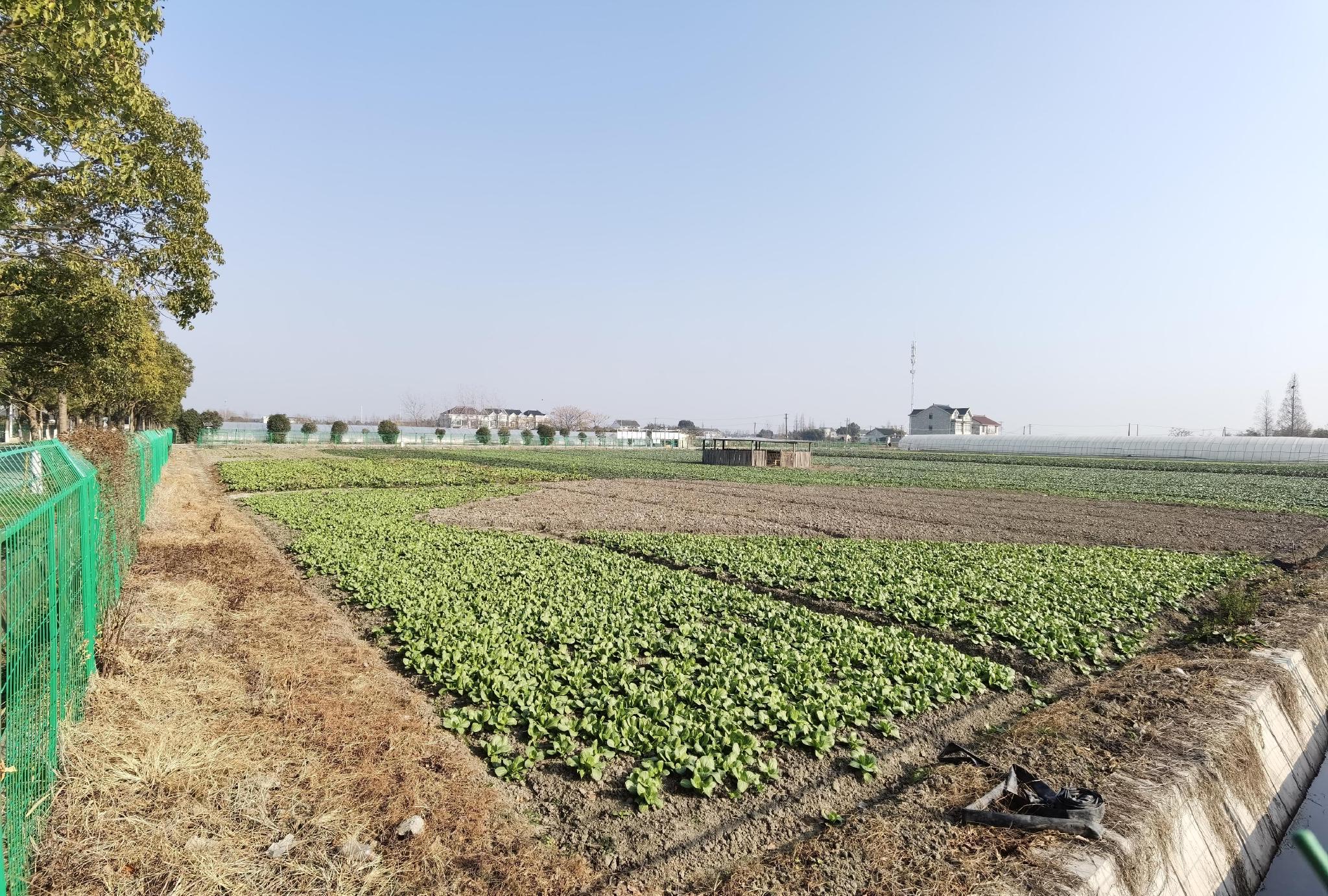 天气回暖蔬菜供应充足本地上海青口感好价格稳定 蔬菜 上海 绿叶菜 新浪新闻
