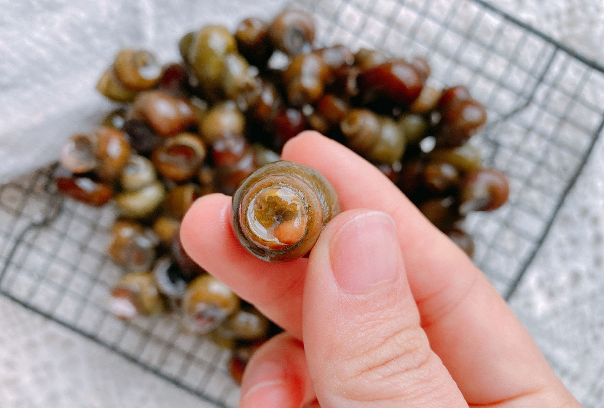 明前螺蛳赛过鹅江南人舌尖上的春天经典做法螺肉不腥又好吸