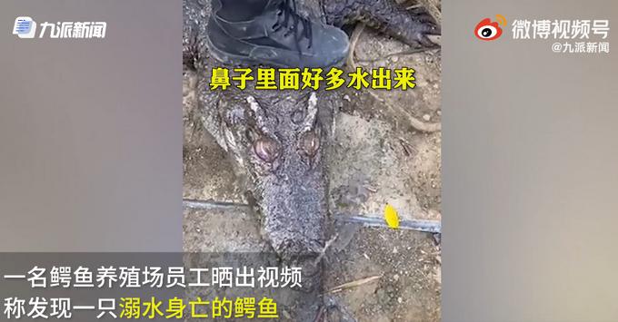 200斤鳄鱼溺水身亡？养殖场员工：胆子小，被吓后长期呆水里休闲区蓝鸢梦想 - Www.slyday.coM