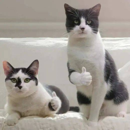 表情包 | 我说 拿我没办法吧 拿图点赞,吱声~__财经头条