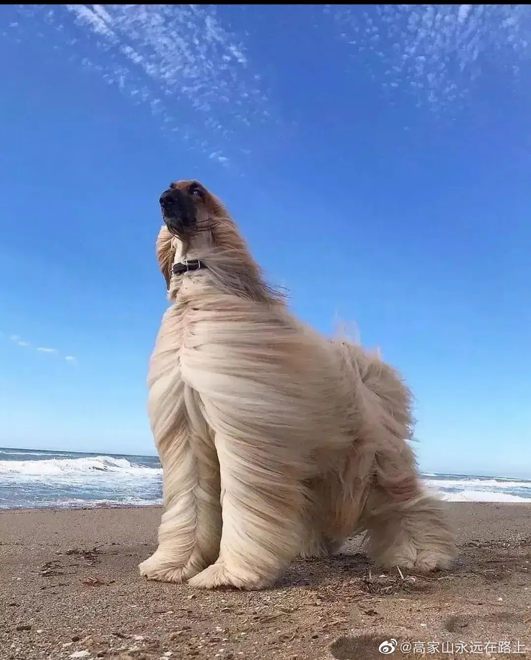 看看狮子狗主人天天给他变这法子做发型