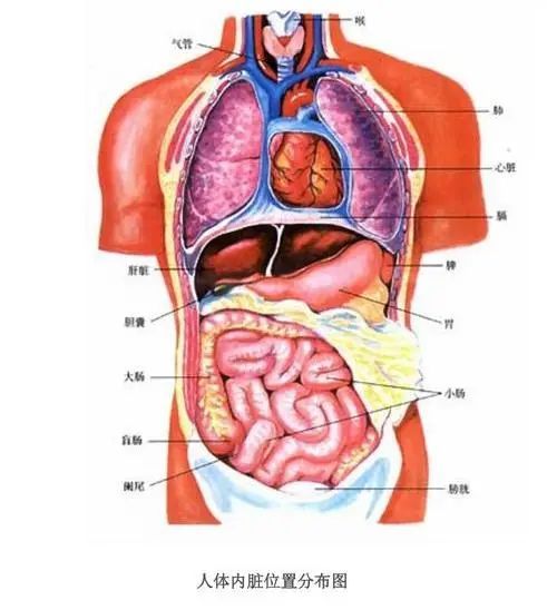 腰肋三角彩色示意图图片