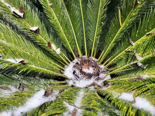 福州下雪啦！一觉醒来，真的下雪了！休闲区蓝鸢梦想 - Www.slyday.coM