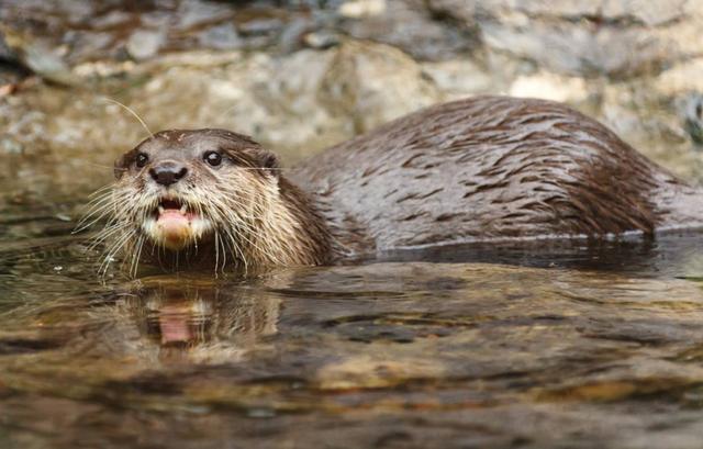 长白山天池现不明小黑点物体翻车鱼水獭还是真的水怪