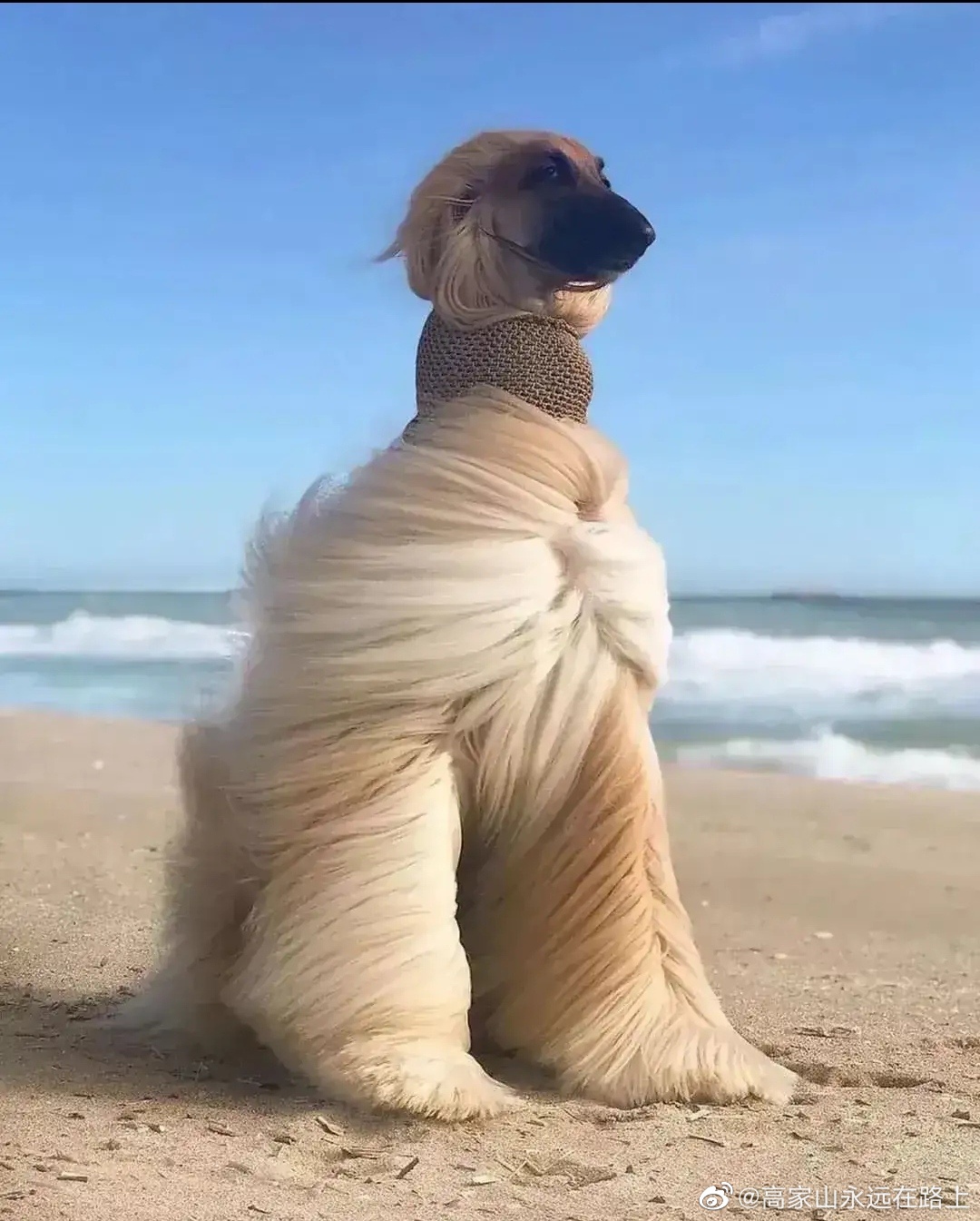 看看狮子狗主人天天给他变这法子做发型