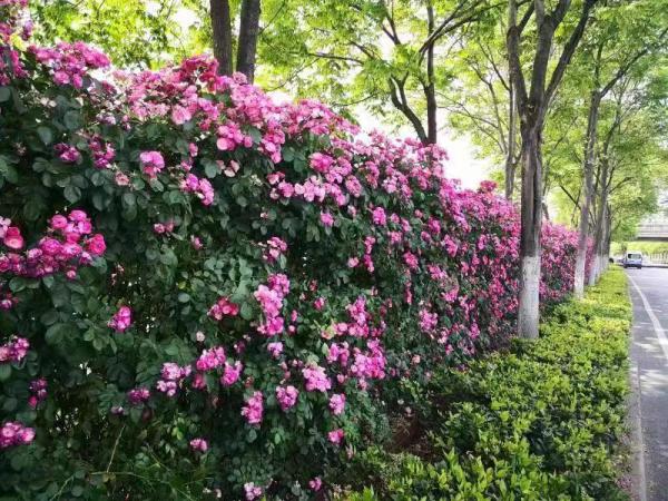 合肥包河大道打造千米月季花篱