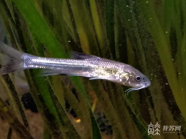 2022年长江保护成果,成效显著