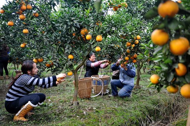 "橙"意满满 江津柑橘采摘正当时|柑橘|江津|塔罗科_新浪新闻