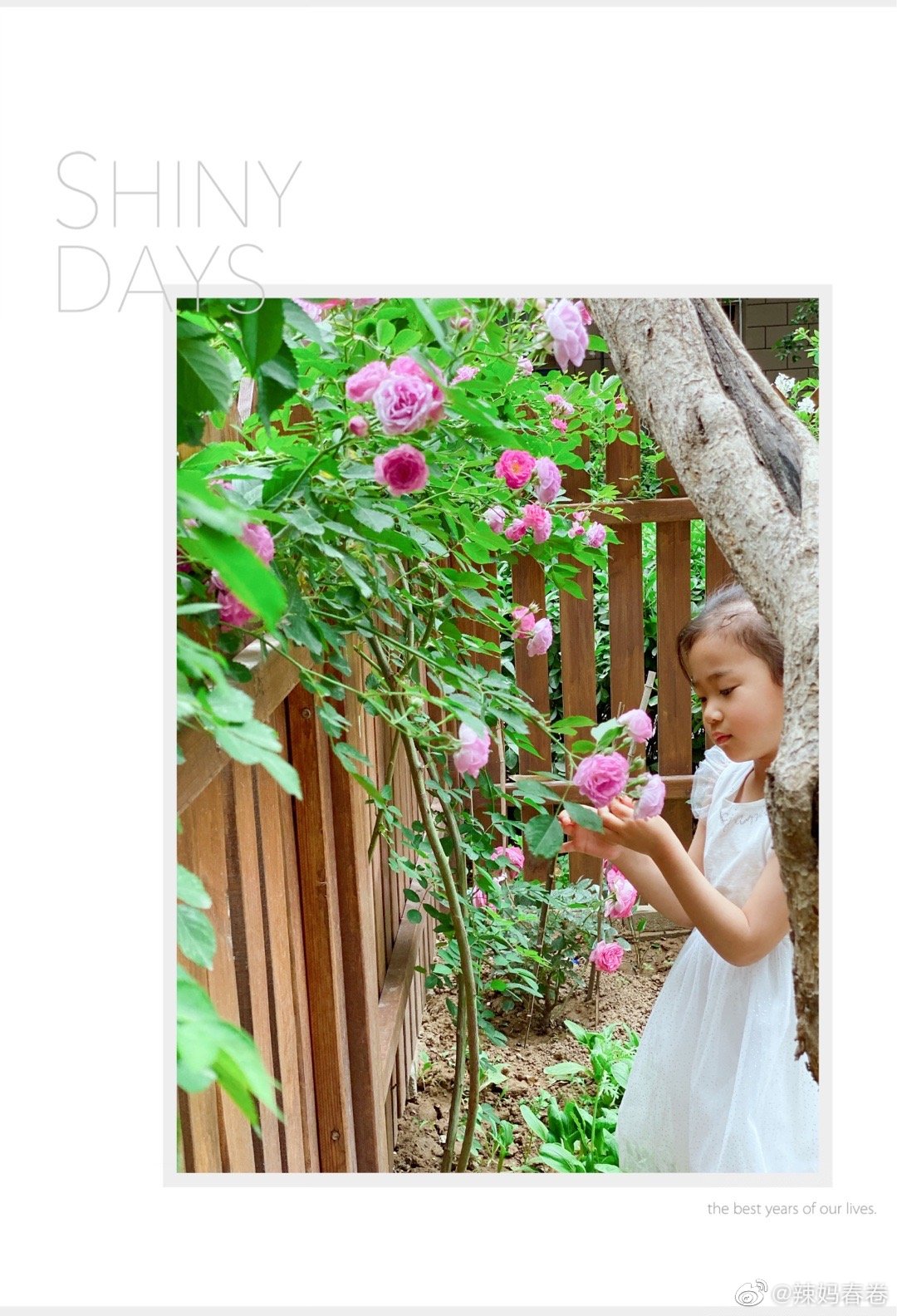 五月是月季蔷薇花的世界 粉红的蔷薇花墙太美了