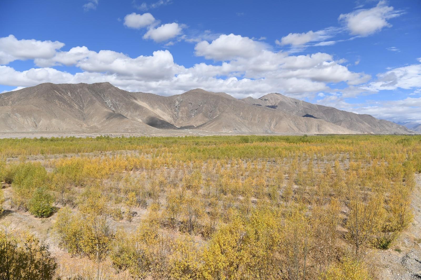 南木林县雅江北岸生态绿洲