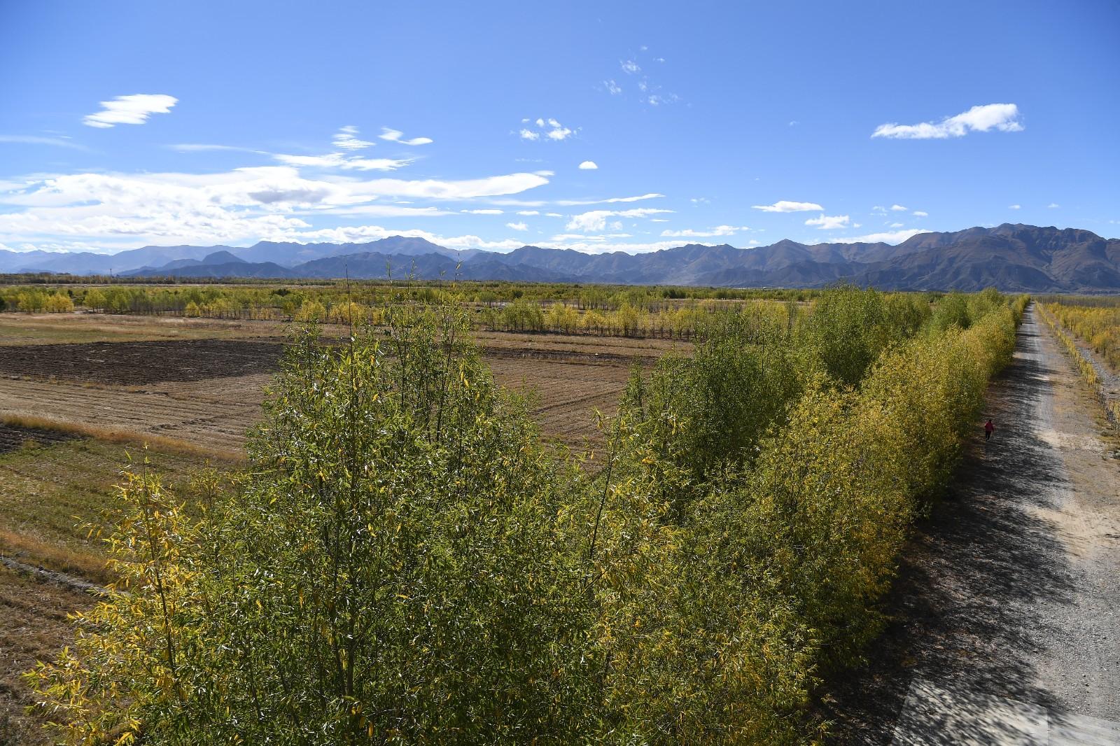 南木林县雅江北岸生态绿洲