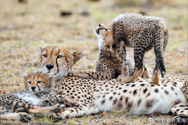 猎豹汽车报价大全