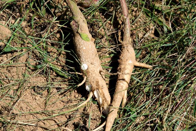 垂序商陆现在农村常见的这种野葡萄虽然好看却不要吃