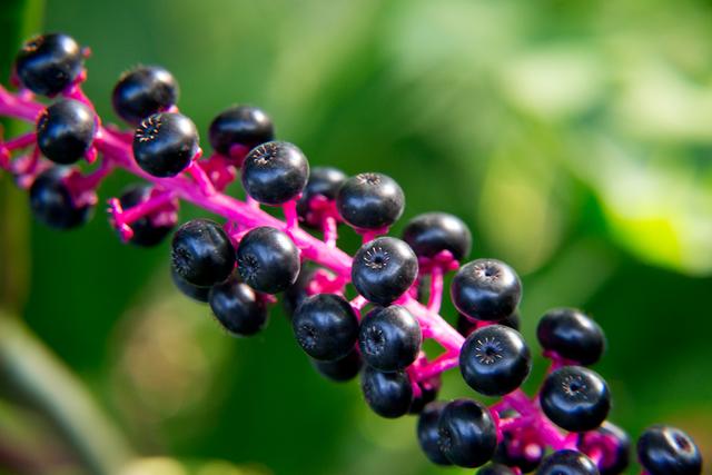 垂序商陆现在农村常见的这种野葡萄虽然好看却不要吃