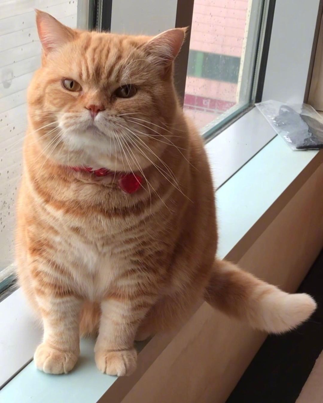 一只看上去心情不是很好的大橘猫感觉跟生气中的女朋友好像