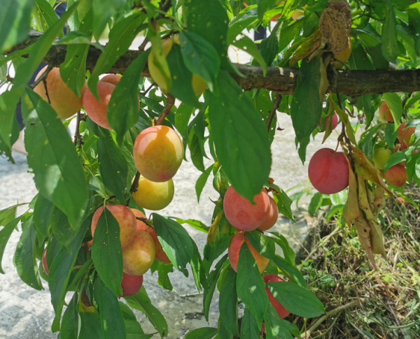 遵义市汇川区,是国家3a级景区,省级观光旅游示范点,遵义市研学基地