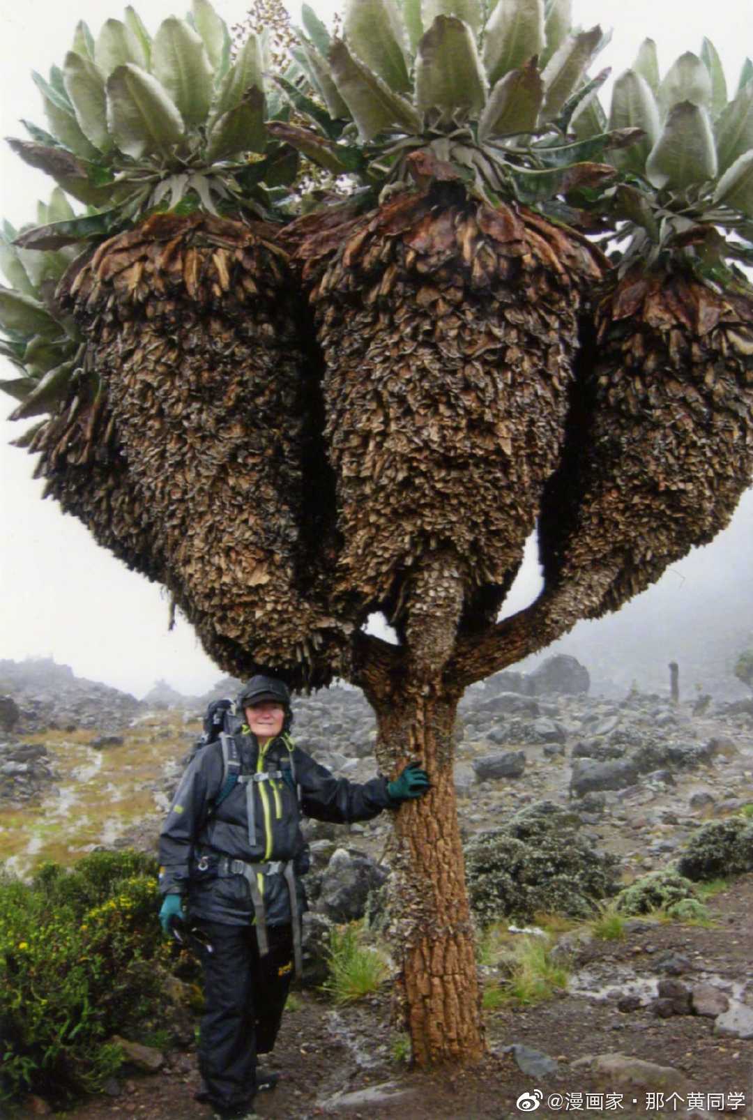 非洲乞力马扎罗山上发现巨型groundsel史前植物……__财经头条
