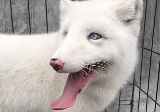 楼道转角出现蹲守的白狐,被警察带走后,才知它在城市遭遇的经历