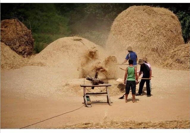 五一劳动最快乐小时候农村收麦子的场景太珍贵了