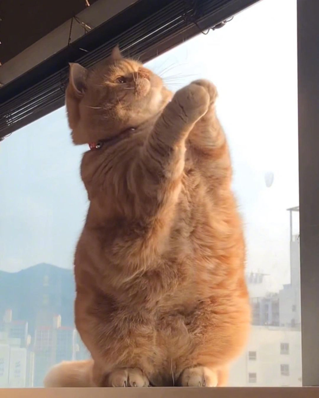 一只看上去心情不是很好的大橘猫感觉跟生气中的女朋友好像