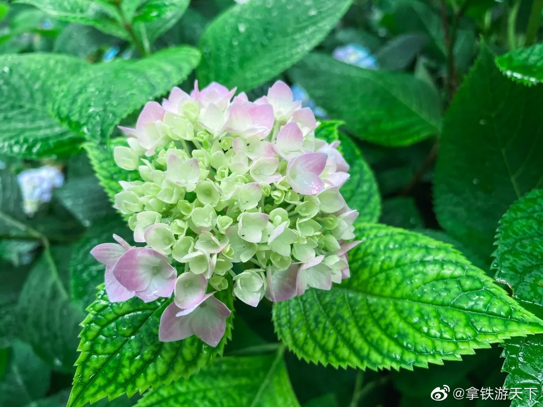 漠漠花开无尽夏