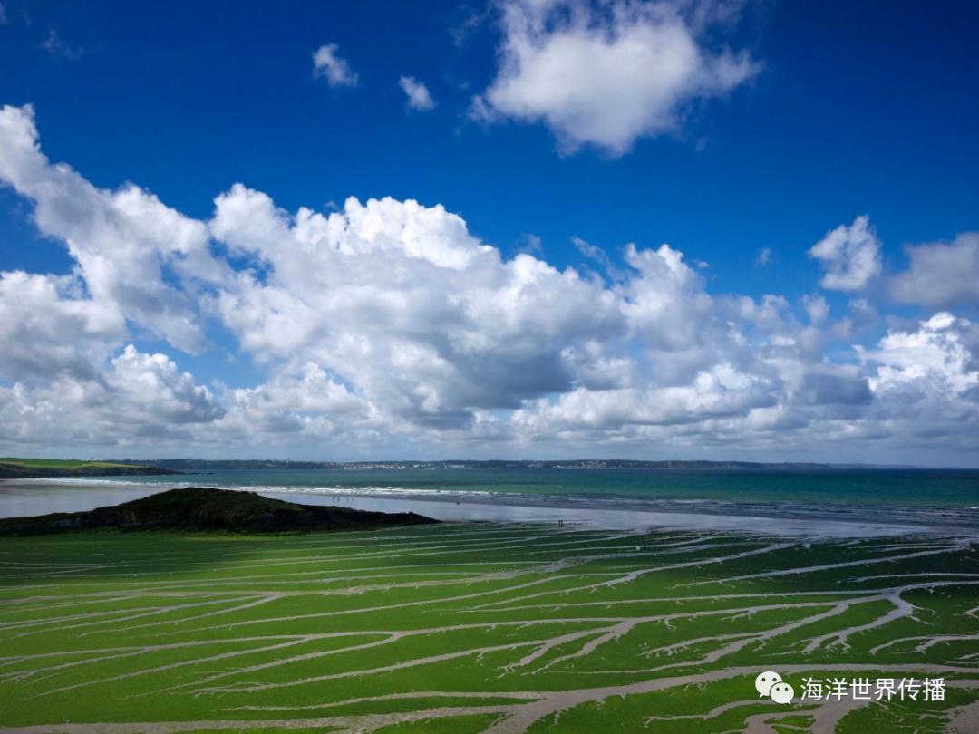 海洋生态灾害,“黄海浒苔绿潮”为什么首当其冲?|法国|赤潮|绿藻|暴发|养殖_新浪新闻