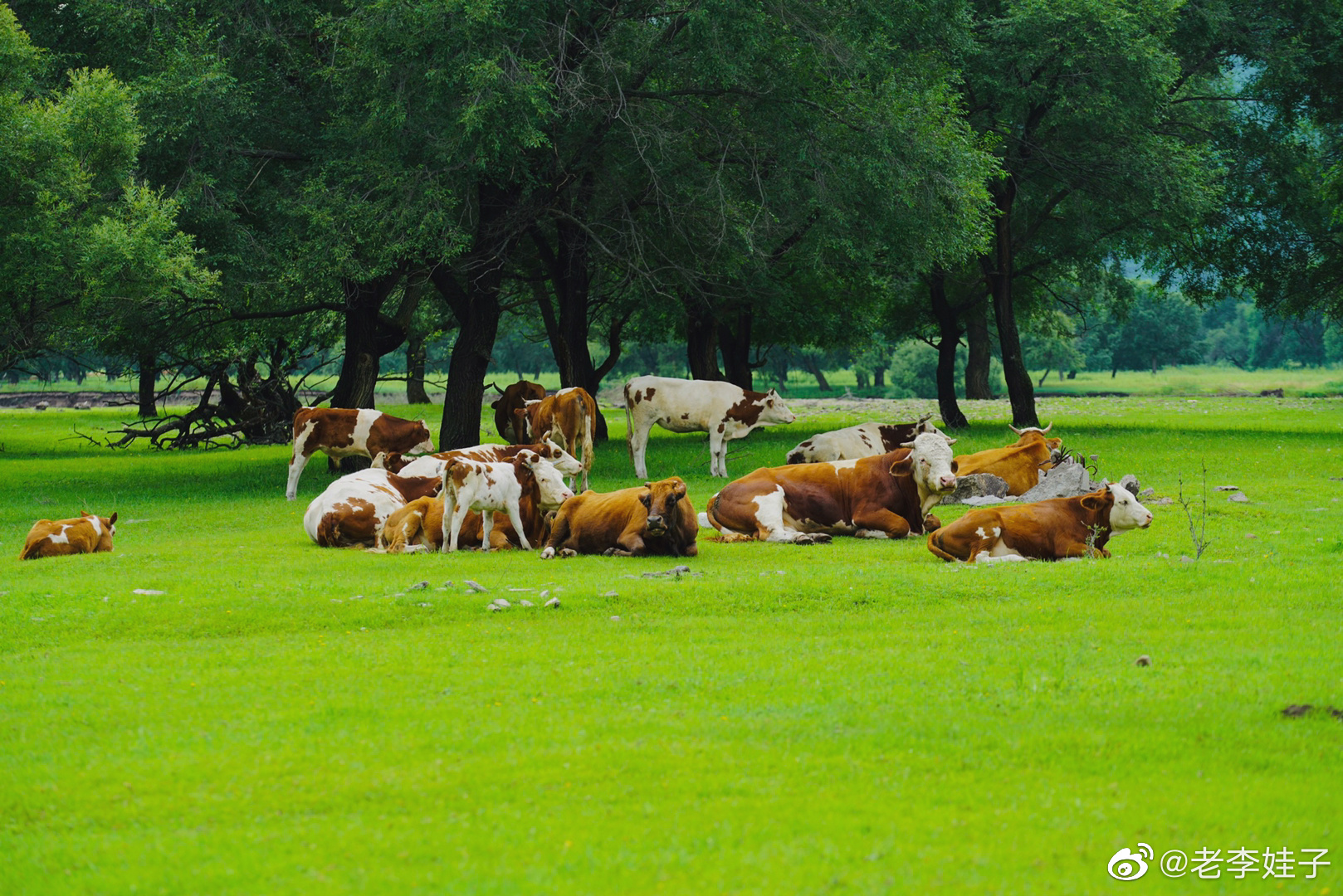 水草丰美牛羊壮 大美草原任你行 @随手拍长春__财经头条