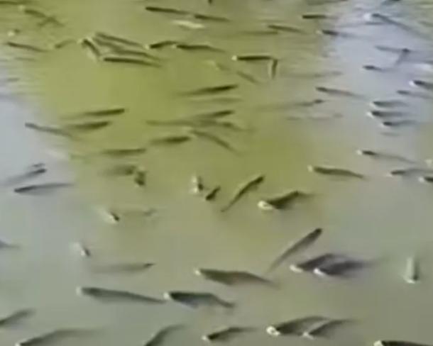 真是“城门失火殃及池鱼”，黄酒厂起火致黄酒流入鉴湖，醉倒鱼儿休闲区蓝鸢梦想 - Www.slyday.coM