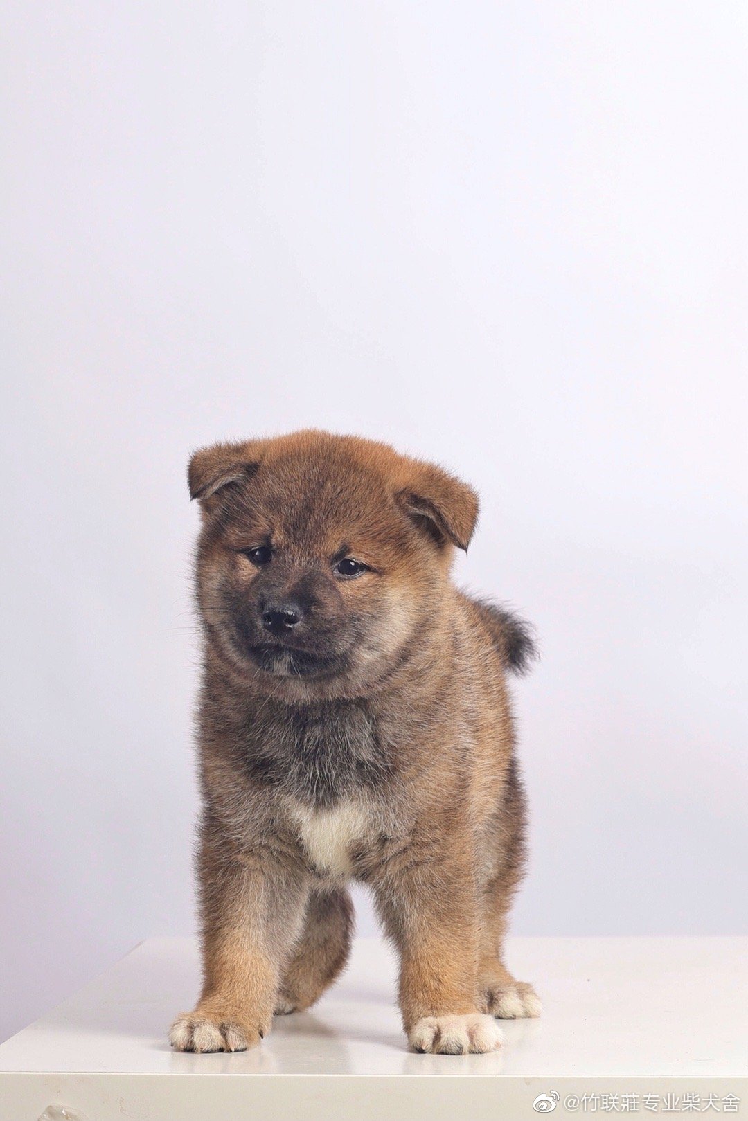 胡麻柴犬宝宝_高清图集_新浪网