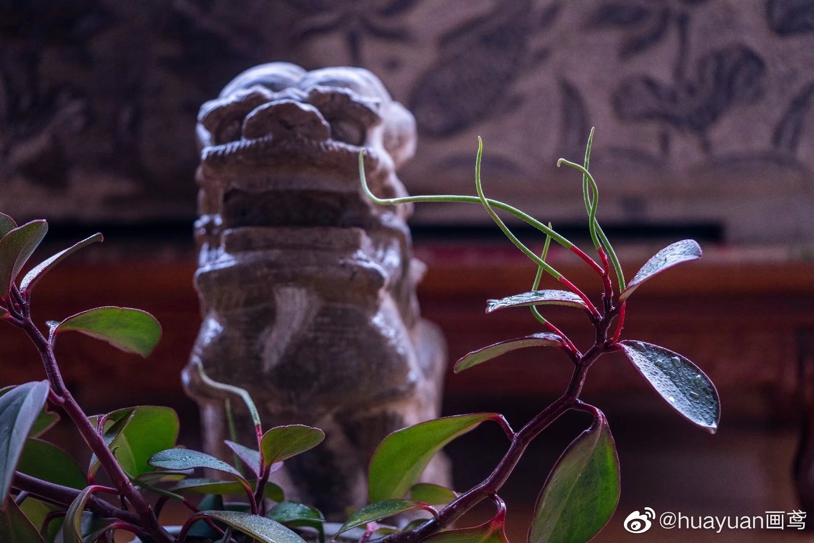 花解语—红边椒草|椒草|豆瓣绿|紫红色_新浪新闻