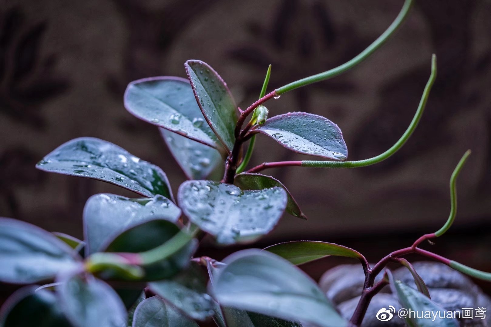 花解语—红边椒草|椒草|豆瓣绿|紫红色_新浪新闻