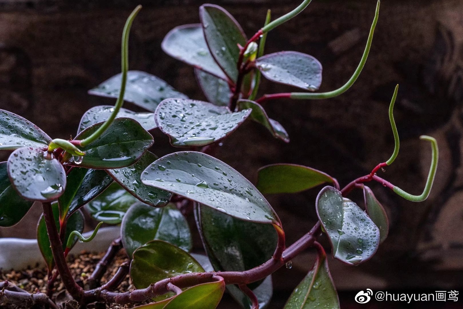 花解语红边椒草