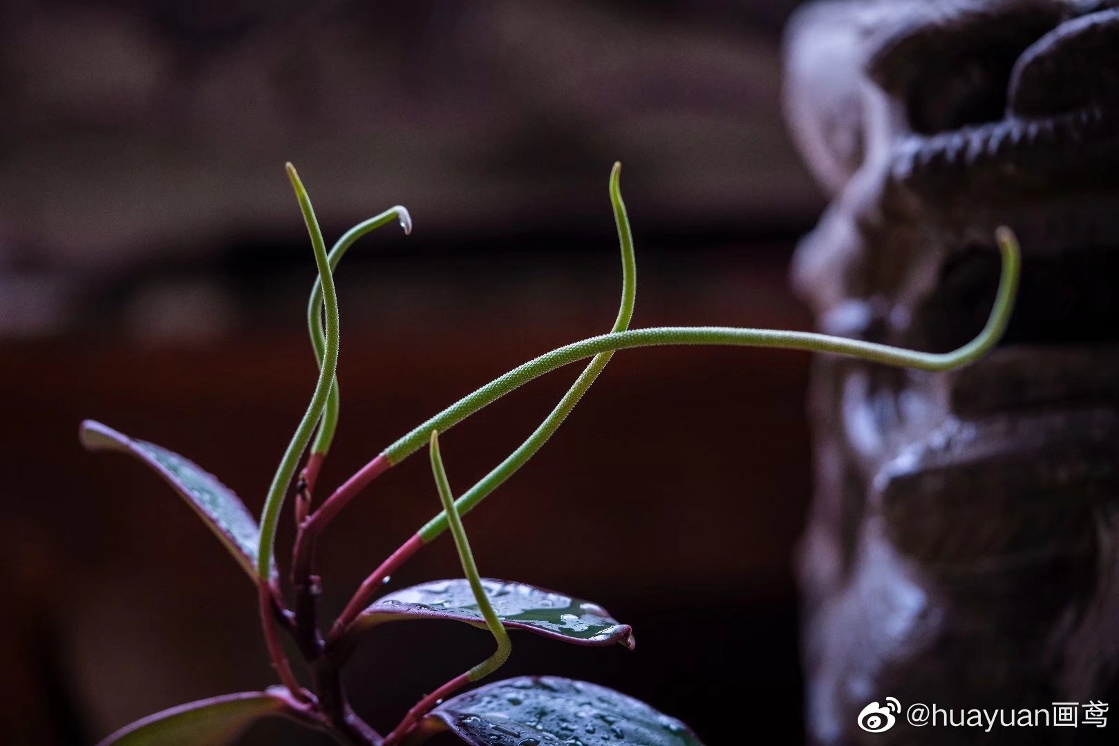 花解语—红边椒草|椒草|豆瓣绿|紫红色_新浪新闻